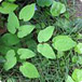 Zvýšenie mužského libida, Epimedium Sagittatum